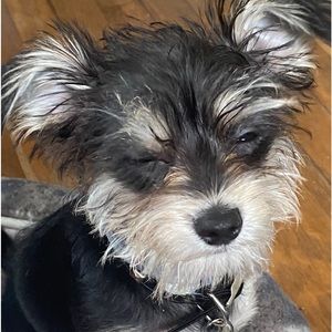 Meet your Posher, Ana